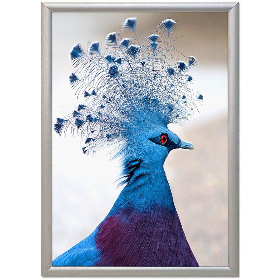 Klikramme med 17mm aluminium profil, s&oslash;lv - A5